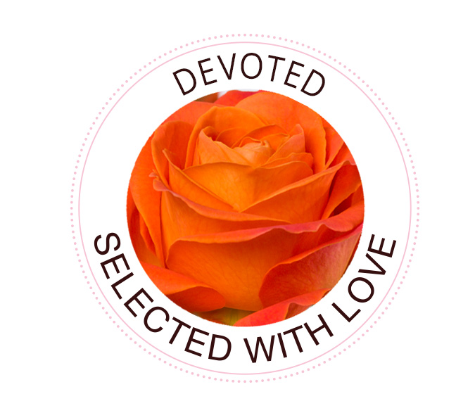 Devoted rose