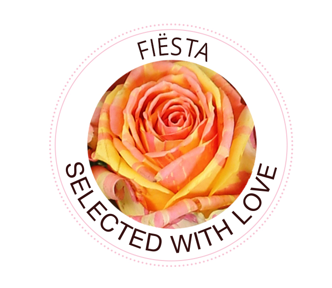 Fiësta rose