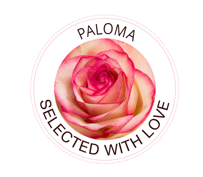 Paloma rose