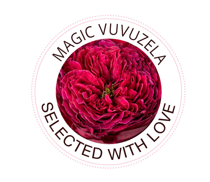 Magic Vuvuzela rose