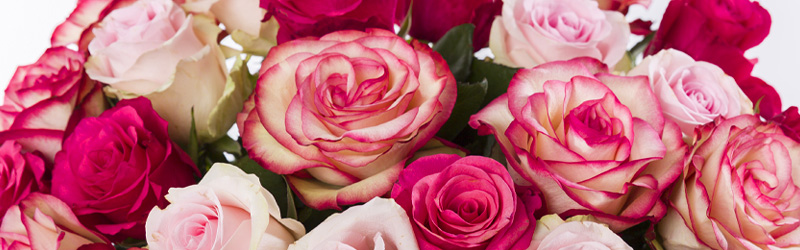 Sustainability Surprose Sustainable roses