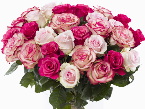 Mix of 30 pink roses