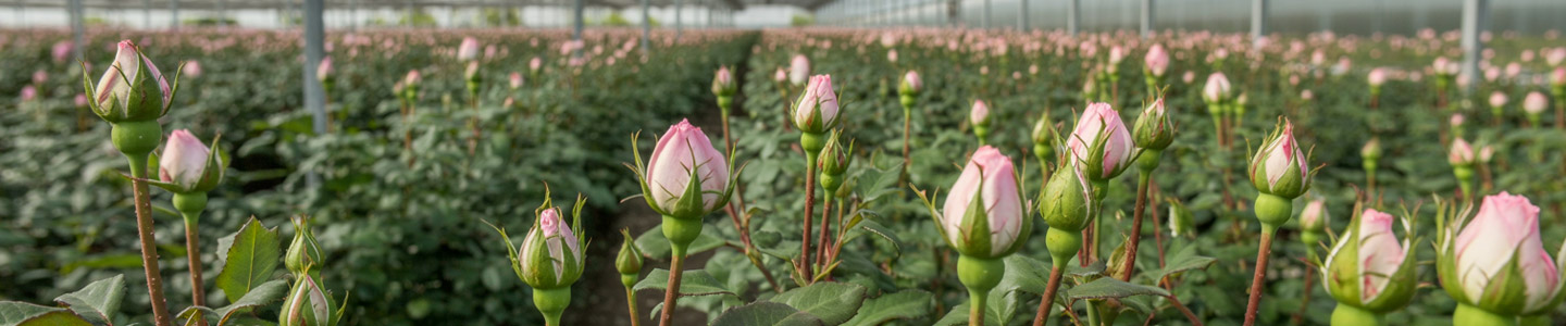 Roses from Kenya Roses from Kenya