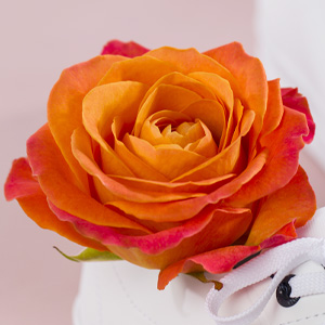 Orange roses