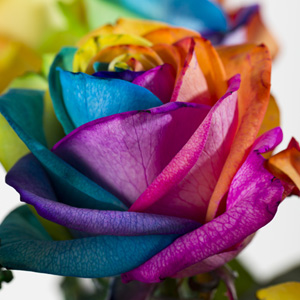 Rainbow roses
