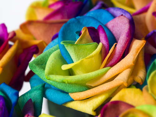 Order rainbow roses