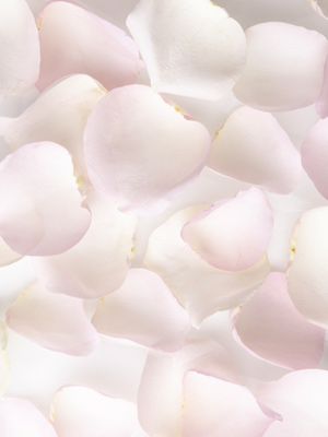 Soft pink rose petals Soft pink rose petals