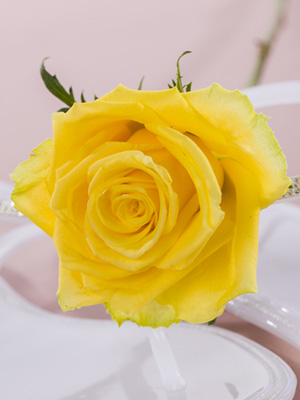 Yellow roses Order yellow roses