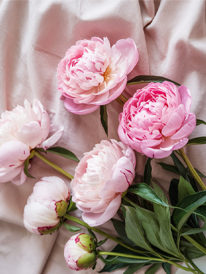 Peonies: From bud to bloom