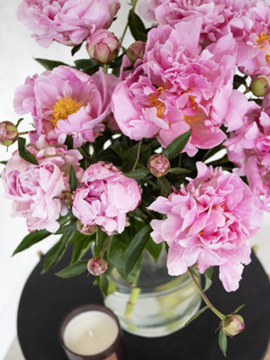 Hard pink peonies Dr. Fleming peonies