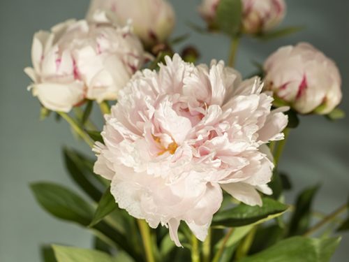 Soft pink peonies