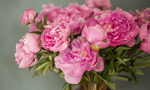 Peonies