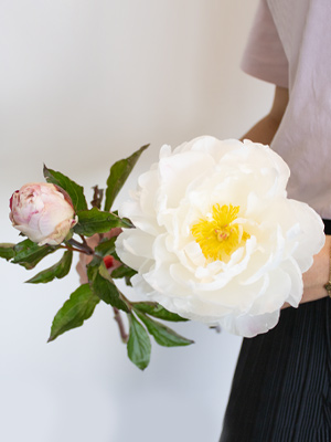 Peony - Gardenia Peony - Gardenia
