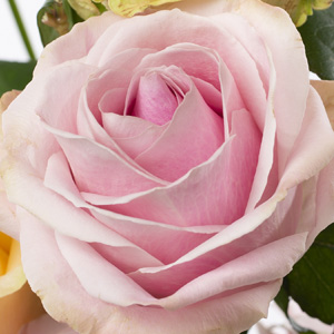 Pink Avalanche Sweet roses Pink Avalanche Sweet roses