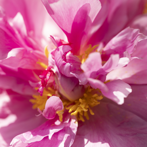 Pink peonies - Dr. Fleming