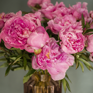 Pink peonies - Dr. Fleming Pink peonies - Dr. Fleming