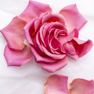 Pink rose petals Pink rose petals