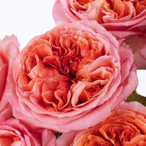 Pink X-Pression roses