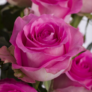 Pink roses Pink roses