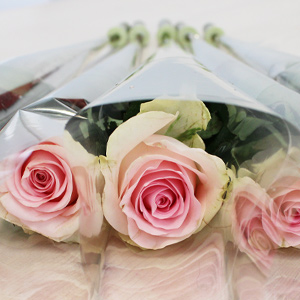 Pink roses packed per piece