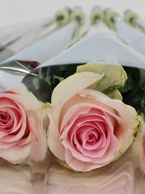 Pink roses packed per piece Pink roses packed per piece
