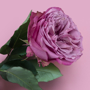 Send purple roses Purple roses