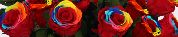 Rainbow long life roses