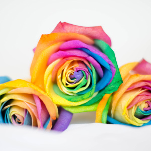Rainbow roses Order rainbow roses