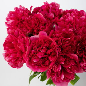 Red peonies Red peonies