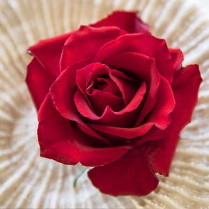 Red roses