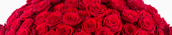 Red Naomi roses for Valentine's Day