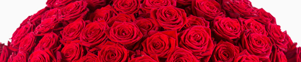 Red Naomi roses Red Naomi roses