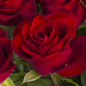 Red roses from Kenya Red roses from Kenya