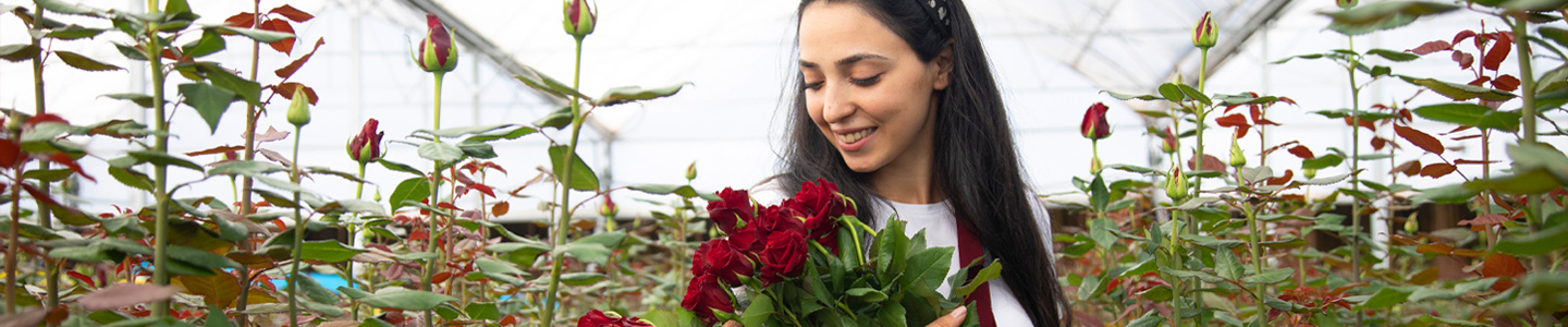 Red Naomi roses Red Naomi roses