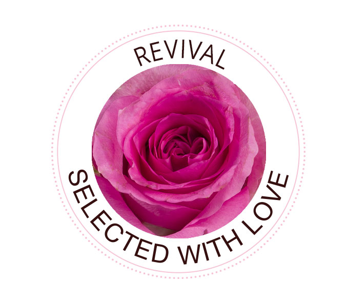 Revival rose