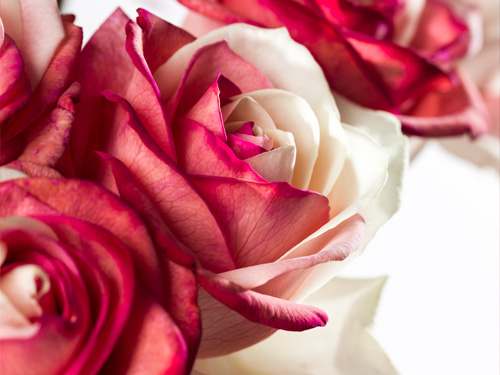 Send roses to Vienna