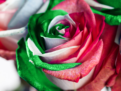 Deliver roses in Milan