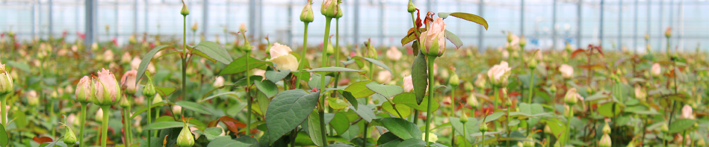 Roses at Berg Roses Roses at Berg Roses