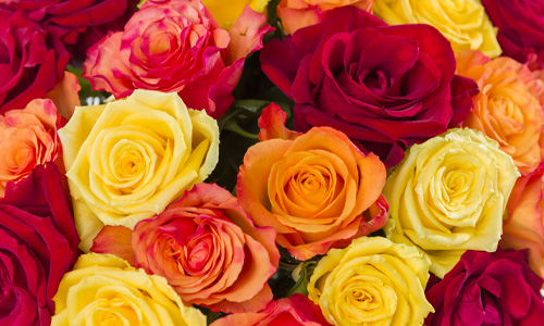 Autumn roses Roses for autumn