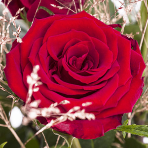 Roses for Christmas