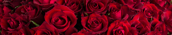 Choose your number of red roses