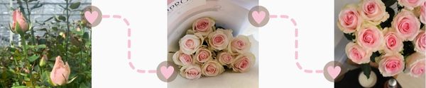 Roses fresh from the grower Roses fresh from the grower