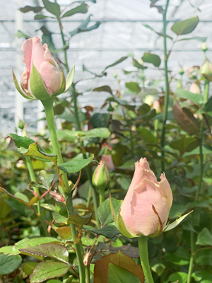 Roses fresh from the grower Roses fresh from the grower