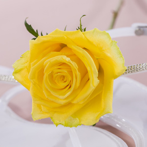 Roses in spring