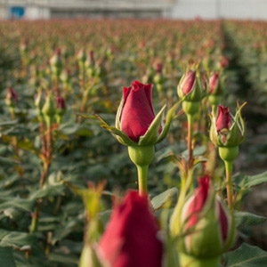 Sustainability Meewisse Roses Sustainability Meewisse Roses
