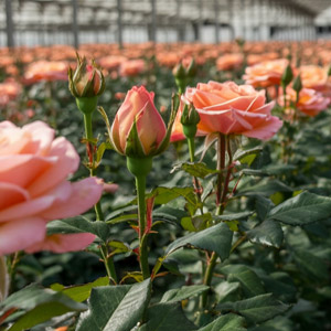 Sustainability Naranjo Roses