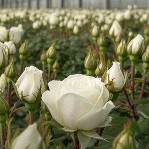 Sustainability Ol Njorowa Sustainability Ol Njorowa