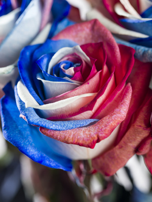 Coloured roses Red-white-blue roses