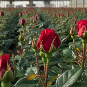Sustainability Rift Valley Roses