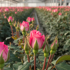 Sustainability Timaflor